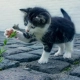 Toxic flowers cats