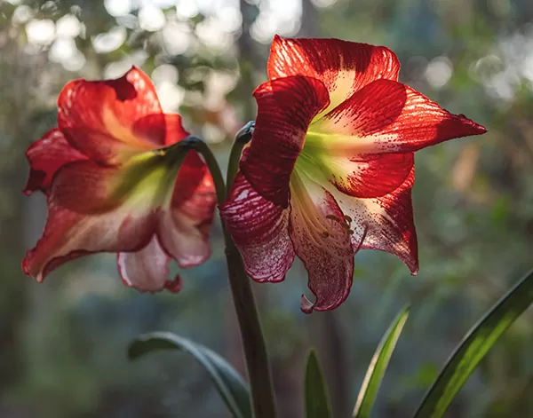amaryllis amaryllis