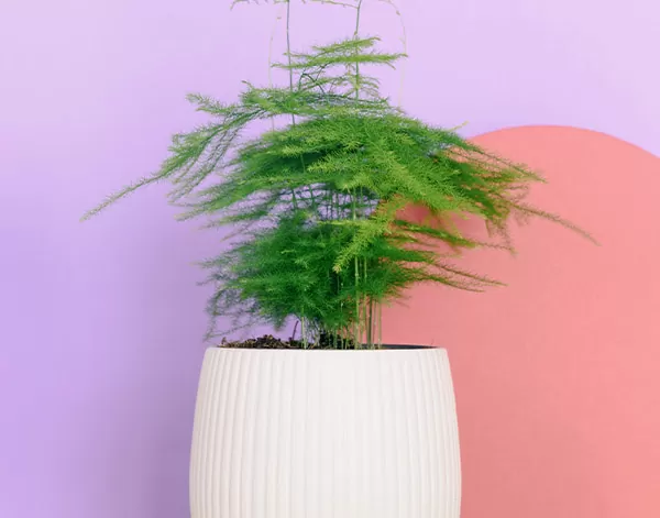 asparagus fern asparagus fern