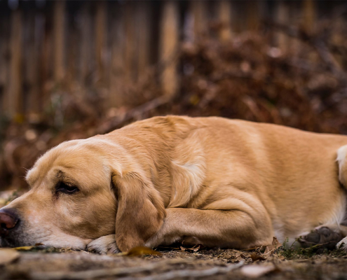 cruciate ligaments increase