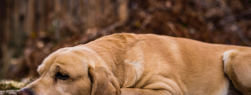 cruciate ligaments increase