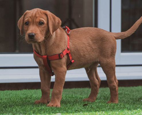 comfortable dog harness