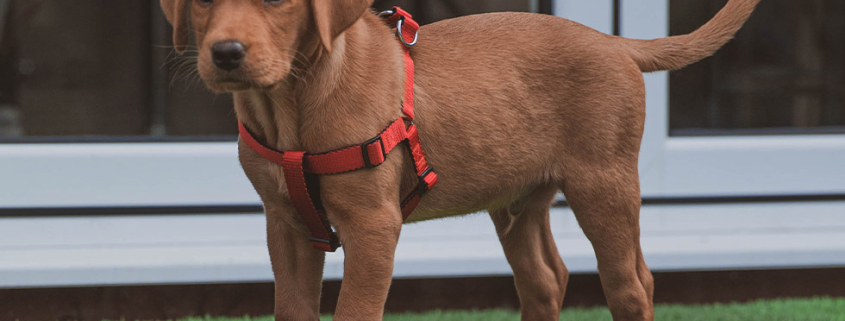 comfortable dog harness
