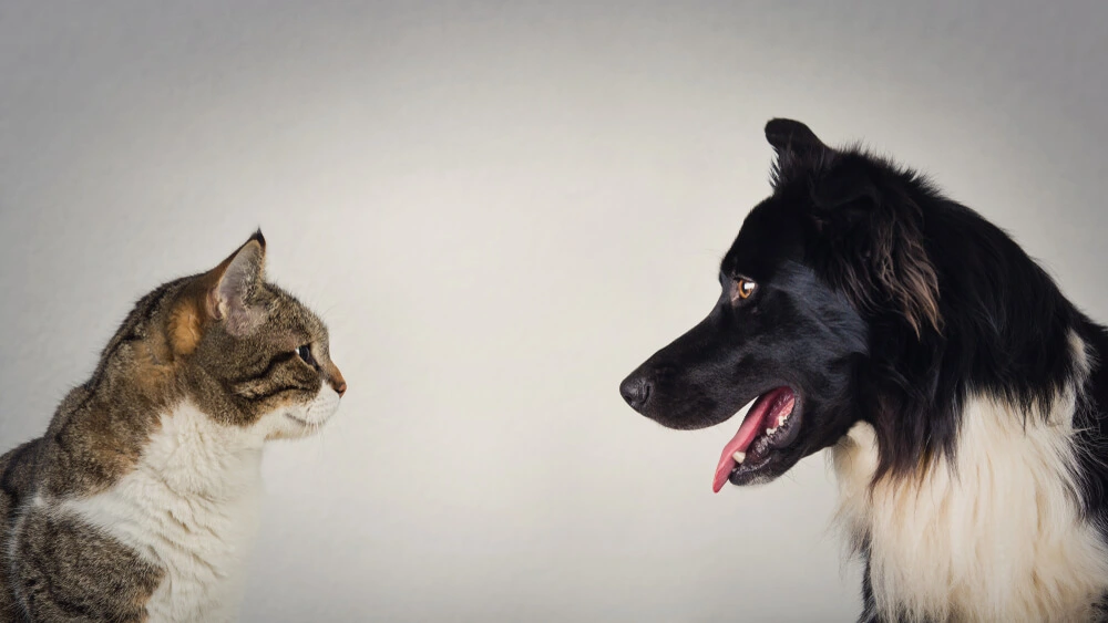 Cats Vs Dogs The Eternal Battle Cats Vs Dogs The Eternal Battle