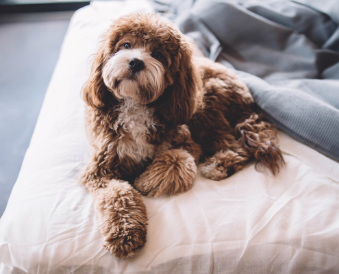 National pet insurance month