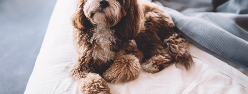 National pet insurance month