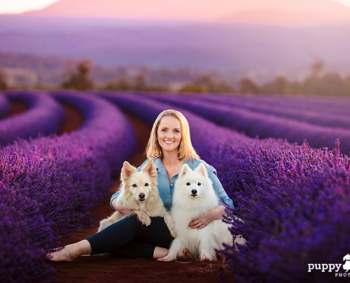 puppytalesphotography Bridestowe Lavender Estate TAS