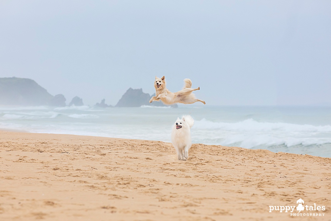 puppytalesphotography Camel Rock Bermagui,NSW puppytalesphotography Camel Rock Bermagui,NSW