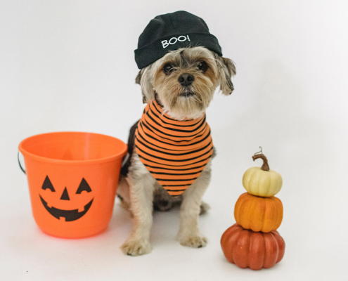 halloween pets