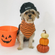 halloween pets