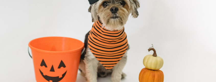 halloween pets