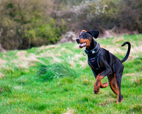 Doberman Running min