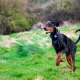 Doberman Running min