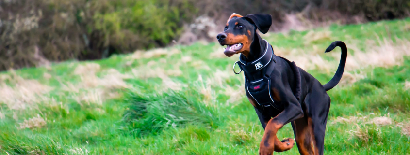 Doberman Running min