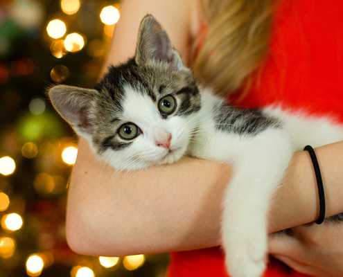 christmas pet buying period