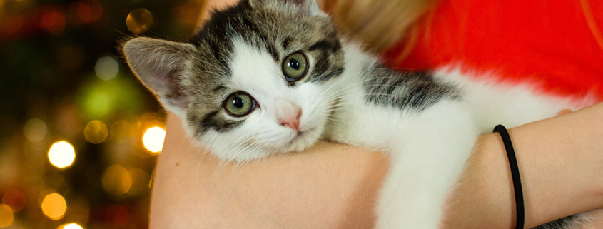 christmas pet buying period