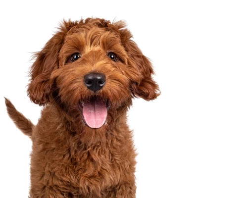 Medium sized low shedding dogs