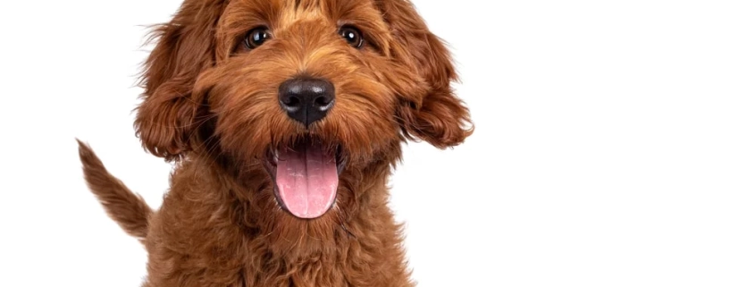 Medium sized low shedding dogs