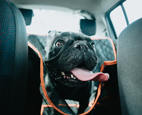 dogs in hot cars