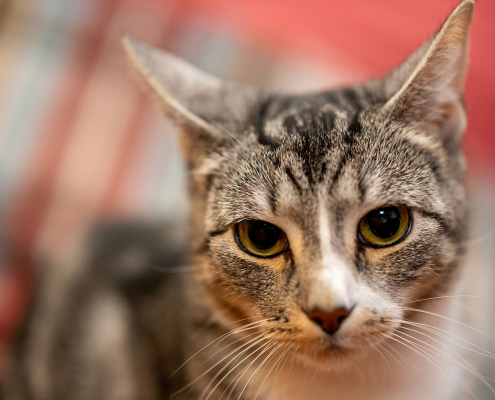 01 Domestic Shorthair