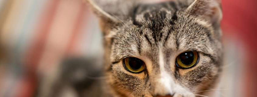 01 Domestic Shorthair