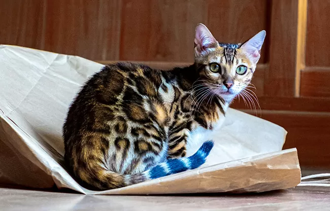 07 Bengal 07 Bengal