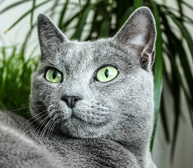 08 Russian Blue 08 Russian Blue