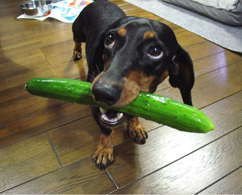 can dogs eat cucumber