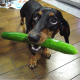 can dogs eat cucumber