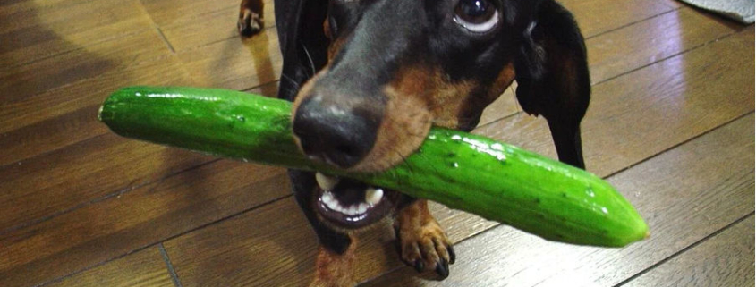 can dogs eat cucumber