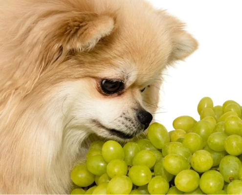 can dogs eat grapes