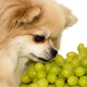 can dogs eat grapes