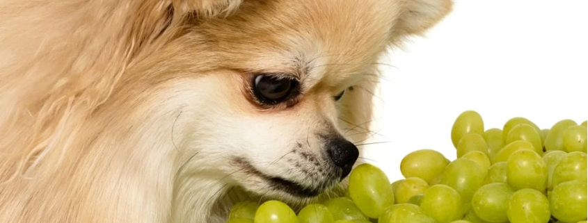 can dogs eat grapes