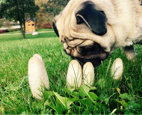 can dogs eat mushrooms