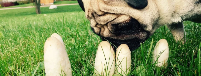 can dogs eat mushrooms