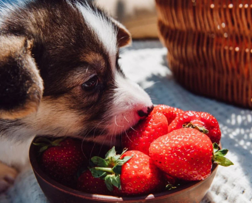 can dogs eat strawberries