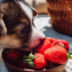 can dogs eat strawberries