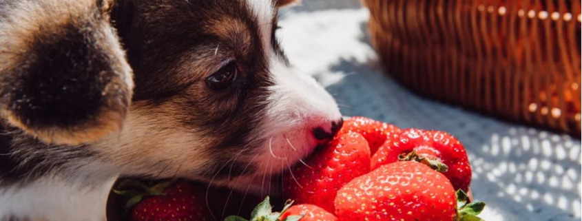 can dogs eat strawberries