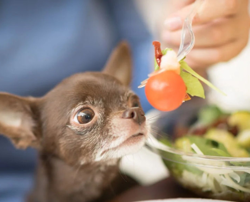 can dogs eat tomato