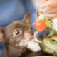 can dogs eat tomato