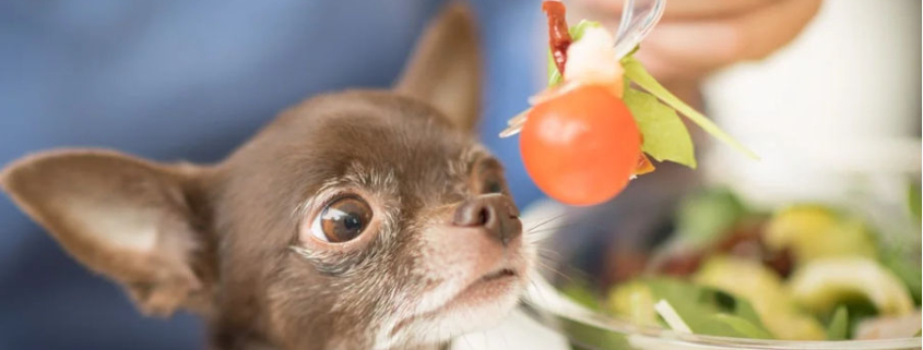can dogs eat tomato