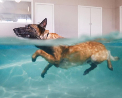 hydrotherapy for dogs