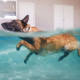 hydrotherapy for dogs