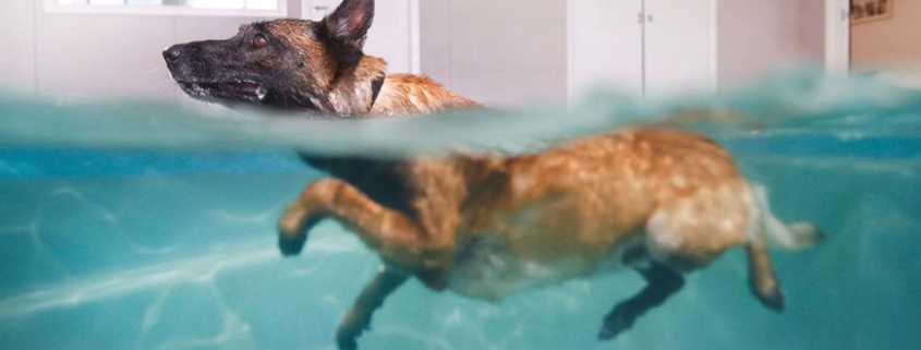 hydrotherapy for dogs