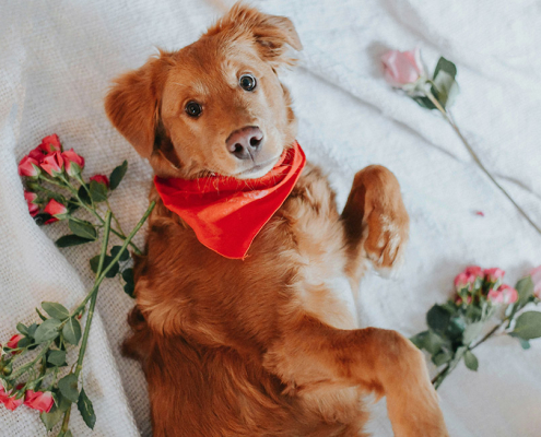 valentines day dog safety