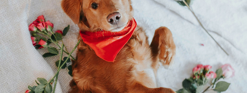 valentines day dog safety