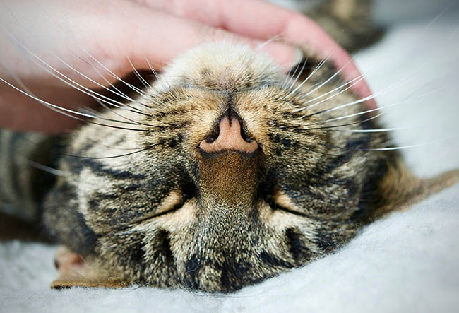 02 Cat Whiskers 02 Cat Whiskers