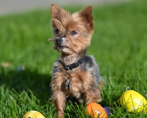 easter chocolate warning dogs
