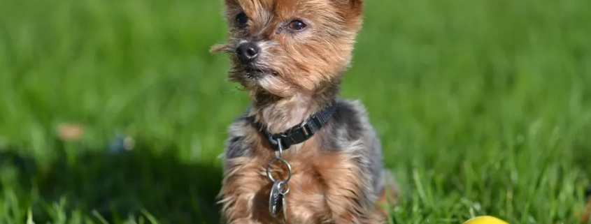 easter chocolate warning dogs