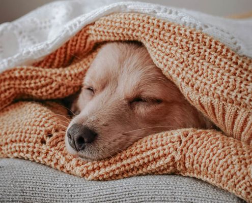 sleep awareness dogs